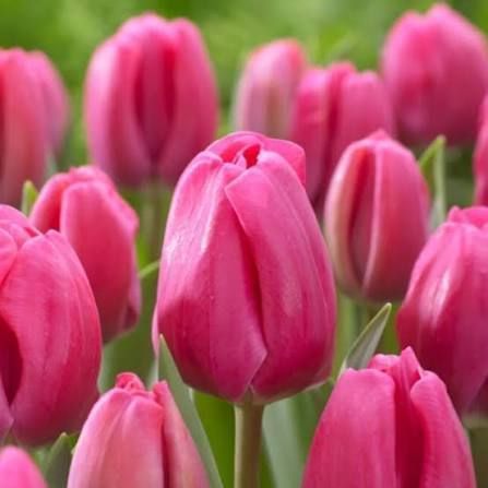 Тюльпан Carola 003362 фото