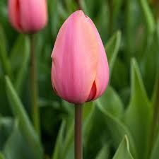 Тюльпан Apricot Impression 003375 фото