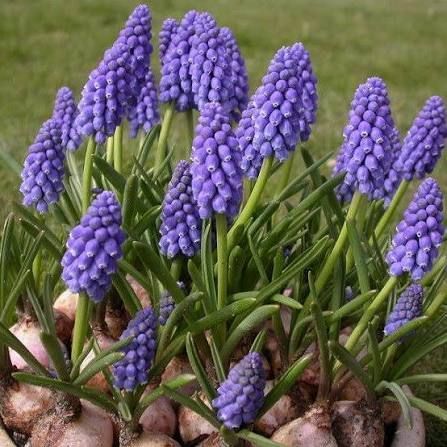 Мускарі вірменський (Muscari armeniacum) 003357 фото