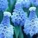 Мускарі Азуреум (Azureum) 003358 фото 4